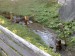 Orava 27.8.2011 006.jpg